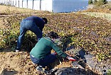 고구마 수확하는 회원 사진