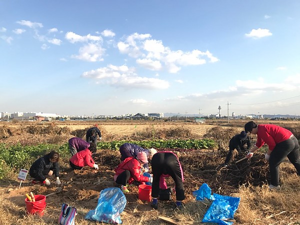 마을공동체 꿈뜨락텃밭 작물 수확