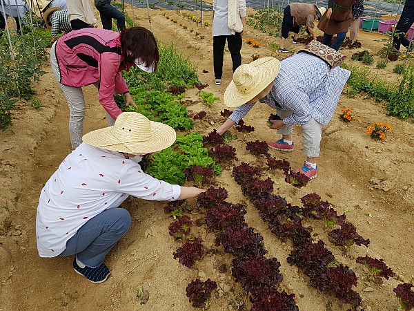 텃밭활동