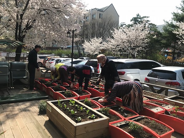 상자텃밭에 방울토마토를 심고 있는 사진