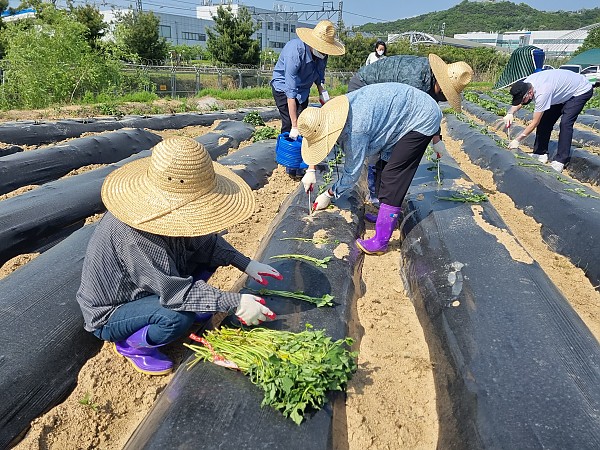 고구마 심는 사진