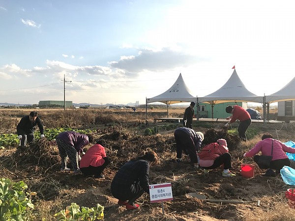 마을공동체 꿈뜨락텃밭 작물 수확