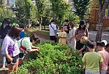 해피팜에서 애플민트를 수확하는 모습