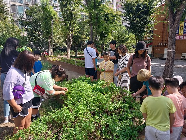 해피팜에서 애플민트를 수확하는 모습