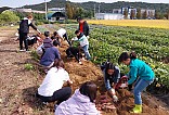 고구마 수확활동 진행