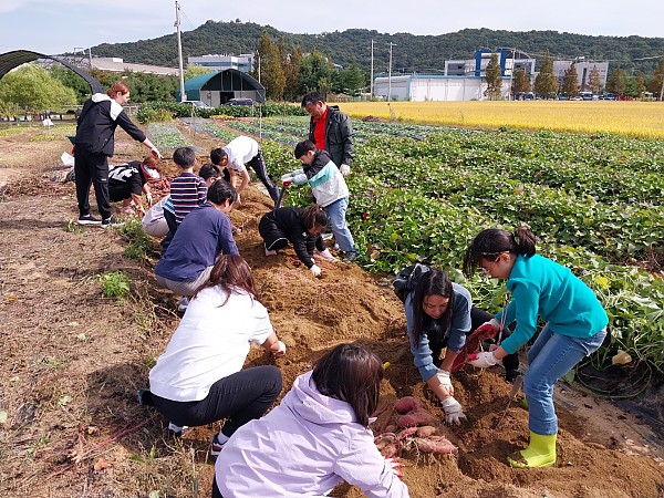 고구마 수확활동 진행