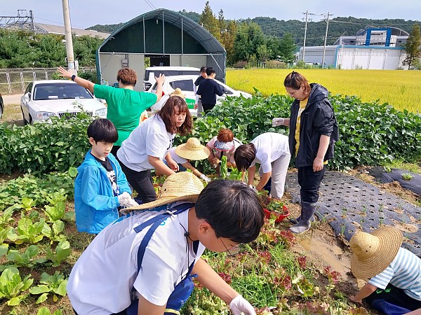 상추를 수확하는 가정들의 모습