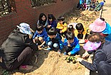 아이들과 마을활동가가 함께 치커리를 심는 모습