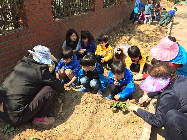 아이들과 마을활동가가 함께 치커리를 심는 모습